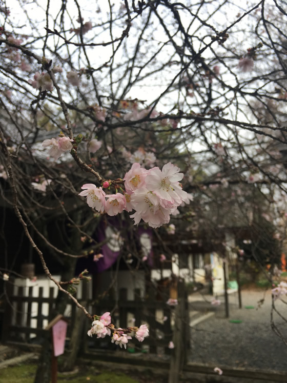 平野神社の桜